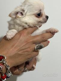 Cuccioli femminucce di chihuahua