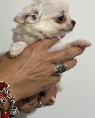 Cuccioli femminucce di chihuahua