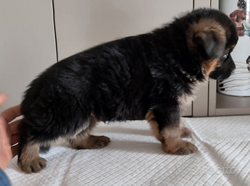 Cuccioli pastore tedesco