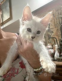 Maine coon cuccioli maschi e femmine