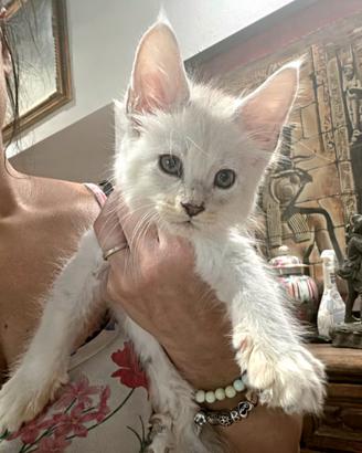Maine coon cuccioli maschi e femmine
