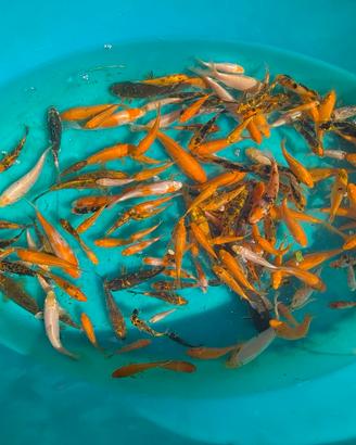 Carpa Koi pesci laghetto