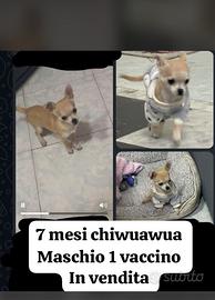 Chiwuawua testa di mela