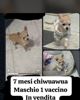 Chiwuawua testa di mela