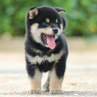 Cuccioli Shiba Pedigree ENCI