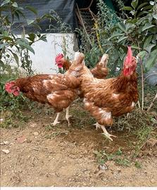 Gallina