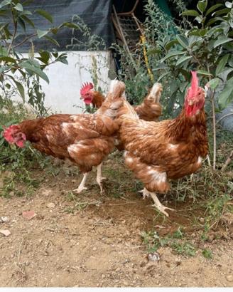 Gallina