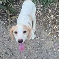 Cuccioli Riccio di San Miniato tartufi