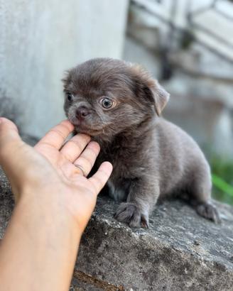 Chihuahua lillac pelo lungo