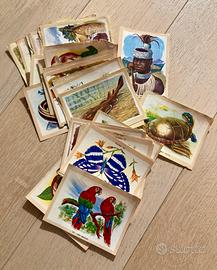 NATURAMA LAMPO 1968 figurine