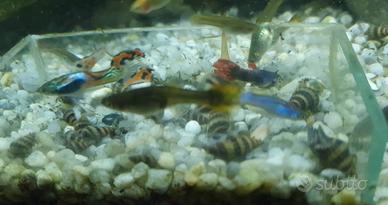 Lumaca Helena Anentome killer