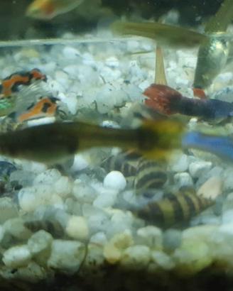 Lumaca Helena Anentome killer