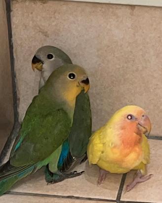 Inseparabili allevati a mano