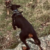 Cucciola Dobermann 5 mesi
