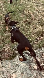 Cucciola Dobermann 5 mesi