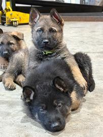 Cuccioli di pastore tedesco grigioni