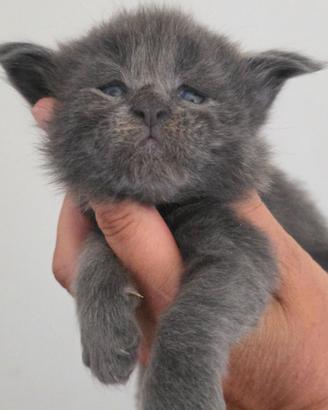 Maine coon linea grande