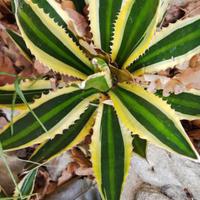 piante grasse agave agavi aloe