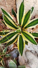 piante grasse agave agavi aloe