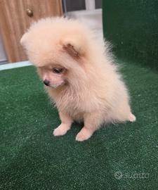 Cuccioli Spitz Di Pomerania 
