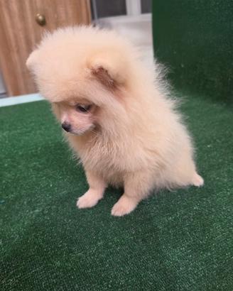 Cuccioli Spitz Di Pomerania 
