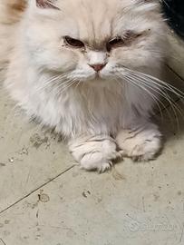 Gatto persiano 