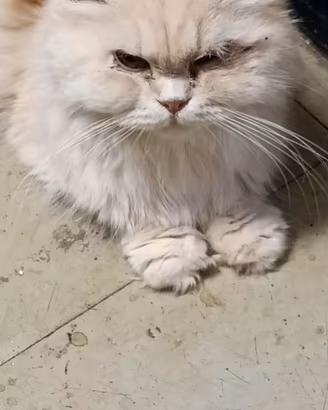 Gatto persiano 