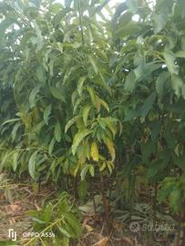 piante di avocado 