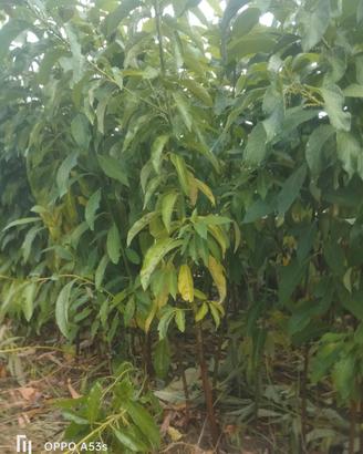 piante di avocado 