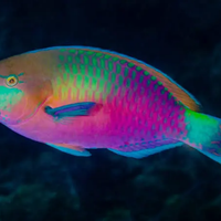Pesce pappagallo