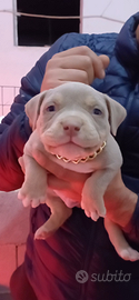American bully