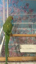 Pappagalli disponibili