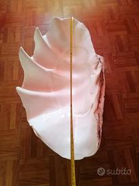 Tridacna Gigas _ Conchiglia Gigante (vera) 