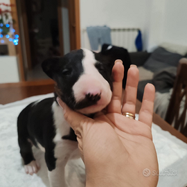 Cuccioli bull terrier standard