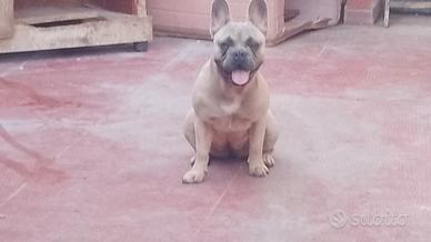 bulldog francese 