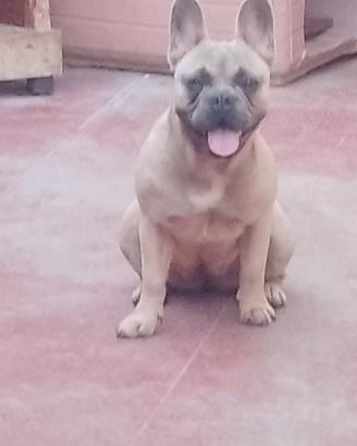 bulldog francese 