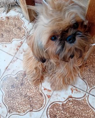 Shi tzu