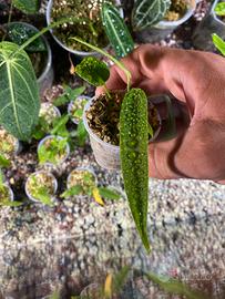 Anthurium Pallidiflorum narrow