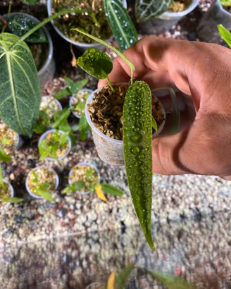 Anthurium Pallidiflorum narrow