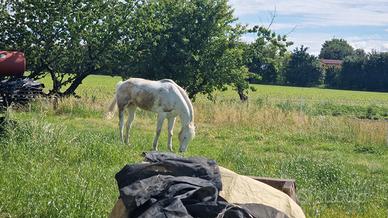 Appaloosa anni 24