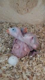 Pappagalli parrocchetti dal collare da imbecco