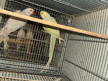 Coppie di pappagalli parrocchetti dal collari