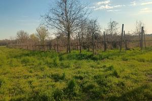 Terreno vigneto