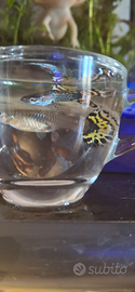 Guppy maschi