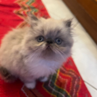 Gatti persiani