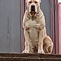 Cucciolona cane corso