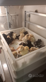 Pulcini di varie razze