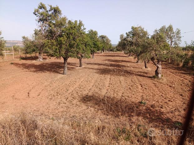 Terreno agricolo