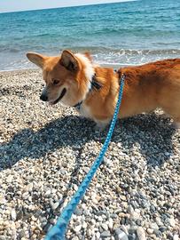 Welsh Corgi Pembroke disponibile per monta