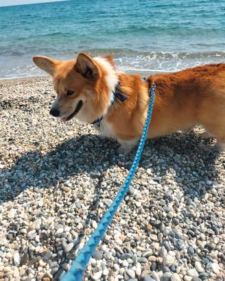 Welsh Corgi Pembroke disponibile per monta